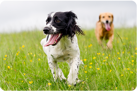 A black and white dog and a tan dog running in a grassy field with yellow flowers.